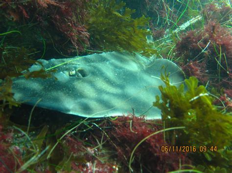 Scuba San Diego Diveshots Gallery Video And Photos