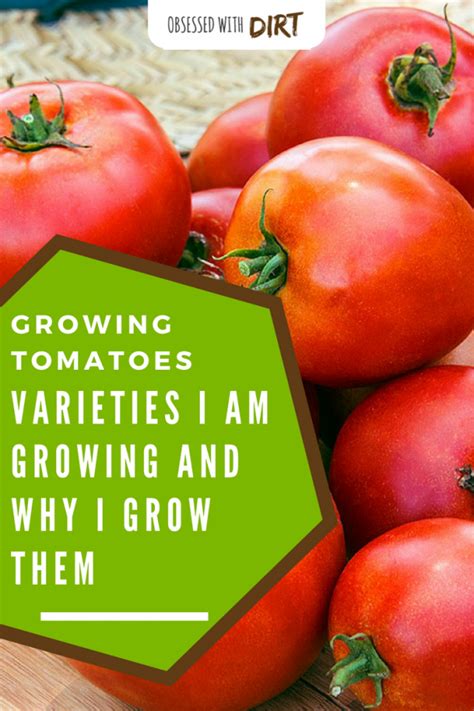 14 Best Tomato Varieties To Grow