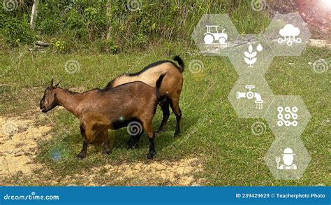 Smart Agritech Livestock Farming Concept Modern Dairy Farm Stock Image