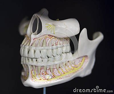 Jaw Anatomy Of The Skull Based Layout Stock Photo | CartoonDealer.com #65684724