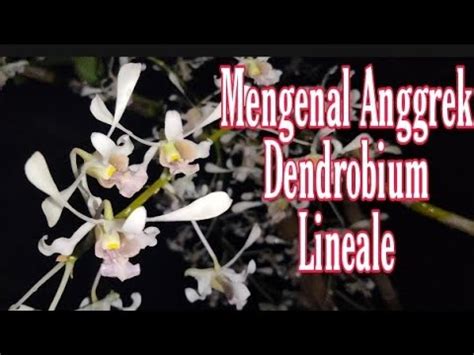 Mengenal Anggrek Dendrobium Lineale Youtube