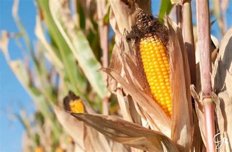 Harvesting Sweet Corn When And How To Harvest Sweet Corn Gardening