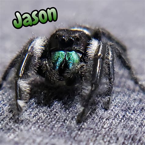 Regal Jumping Spider for Sale!