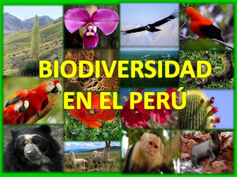 La Biodiversidad Del PerÚ