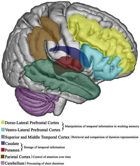 Explicit Timing In The Brain Cortical And Subcortical Brain Regions