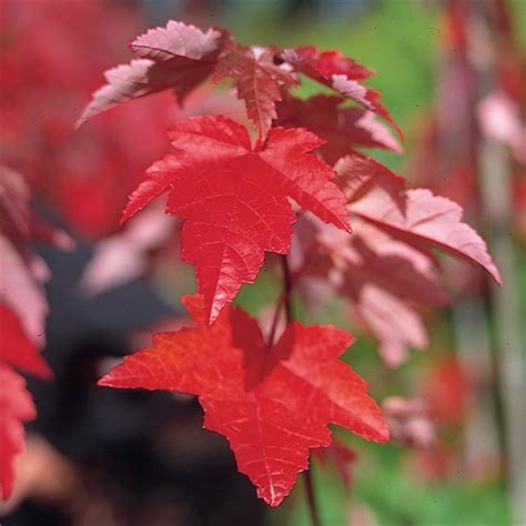 Acer Rubrum Fairview Flame Care Transplanters Sunshine Coast