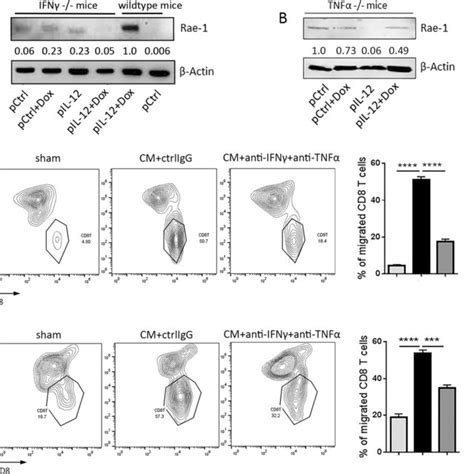 Inflammatory Cytokines Ifnγ And Tnfα Facilitate Cd8⁺ T Cell Migration Download Scientific