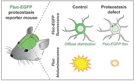 Determining The Role Of Protein Quality Control In Neurodegeneration