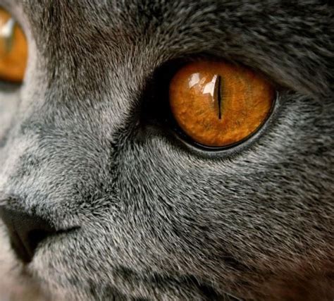 Картинки по запросу глаза кошки | Cats, Cat family, Animals