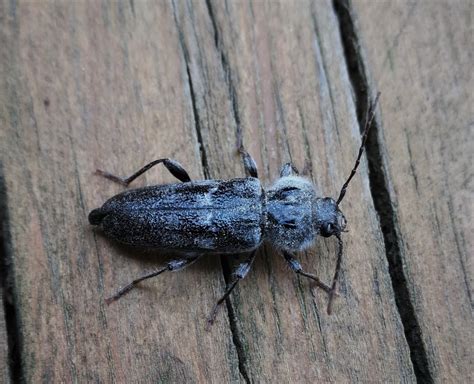 House Longhorn Longhorn Beetles Of Southern Africa BioDiversity4All