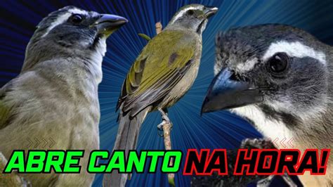 Aprovadofaz Abrir O Canto Na Hora Trinca Ferro Cantando Youtube