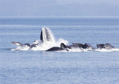 Somerset House Images Alaska Freshwater Bay Humpback Whales Feeding