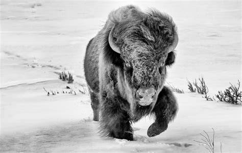 Art Print Bison In Snow Wildlife Photography Rustic Decor Buffalo Print