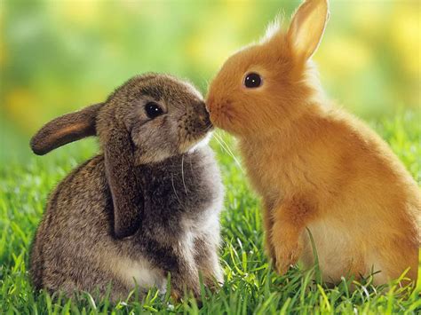 Rabbits Wallpaper Cute Rabbits Animal Wallpapers Gallery