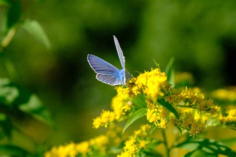 Borboleta Azul Comum Foto Gratuita No Pixabay Pixabay