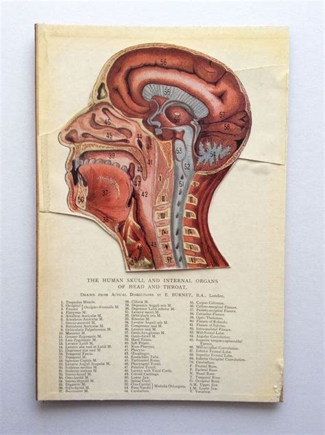 Vintage 1920 Anatomy Bookplate Human Head Diagram