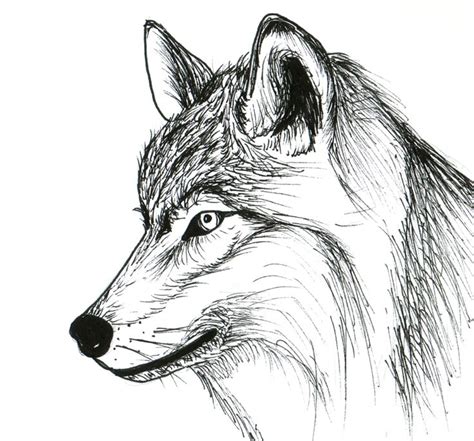 Loup Dessin Par Valentine Fasquel Artmajeur Dessin Loup Facile