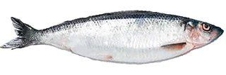 Top 9 Herring fish Nutrition facts and Health benefits