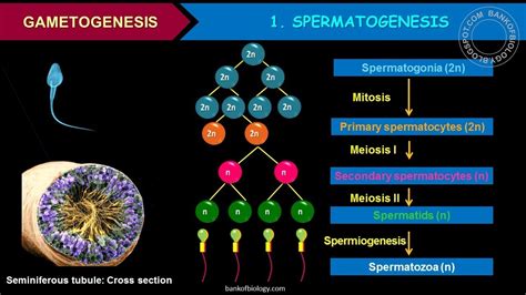 Human Reproduction Part 3 Gametogenesis Spermatogenesis Youtube