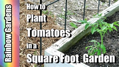 How To Plant Tomatoes In A Square Foot Garden And Trellis Ideas Youtube