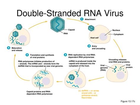 Ppt Growing Viruses Powerpoint Presentation Id 6838225