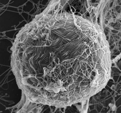 宿主細胞上のエボラウイルス 沖縄科学技術大学院大学（oist）