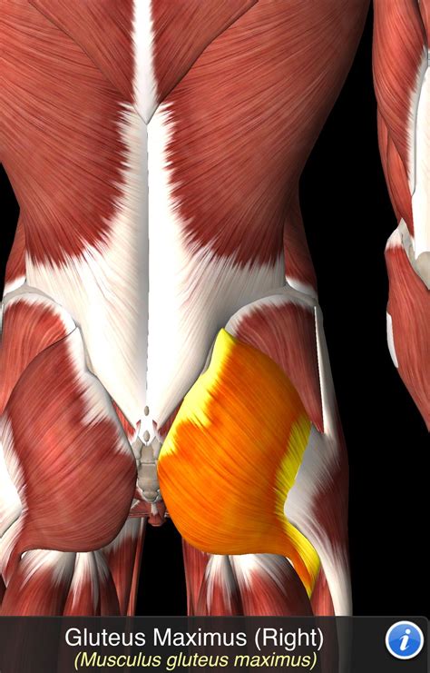 Gluteus Maximus Nel 2024 Anatomia Muscolare Esercizi Di Allenamento