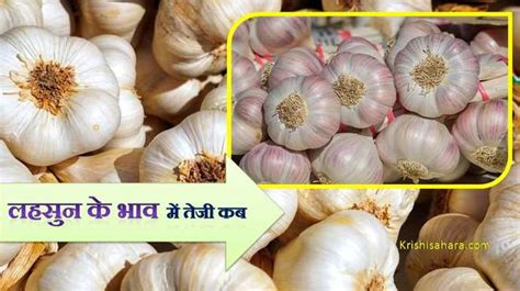 लहसुन का रेट आज का 2025 लहसुन के भाव में तेजी कब तक आएगी Garlic