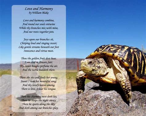 11 Best Poems About Turtles By Famous Poets Animals Poems