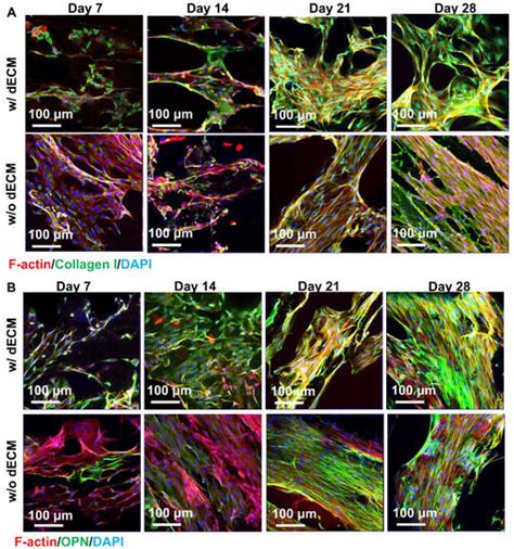 Jfb Free Full Text Fabrication And Evaluation Of Porous Decm Pcl Scaffolds For Bone Tissue