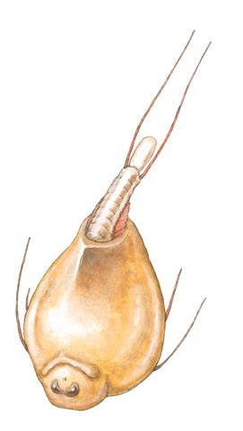 ADW: Branchiopoda: INFORMATION