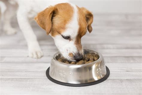 Cute Small Dog Sitting And Eating His Bowl Of Dog Food Pets Indoors