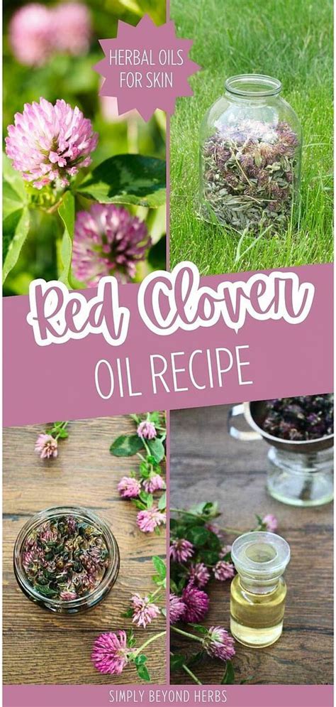 Red Clover Oil Recipe Herbal Oils For Skin In 2024 Clover Oil