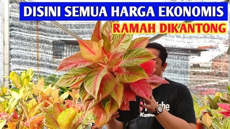 Disini Semua Harga Ekonomis Aglaonema Ramah Dikantong Youtube