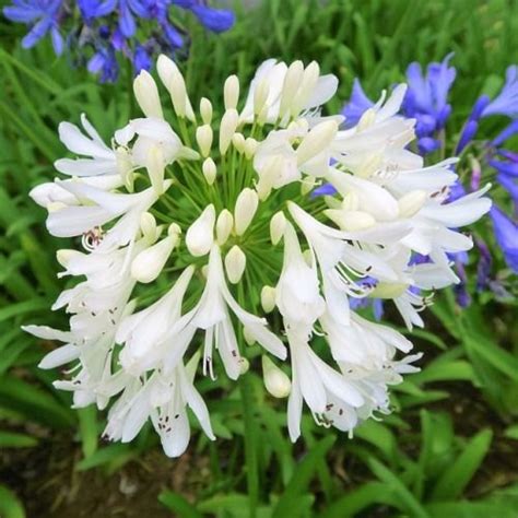 Agapanthus White - EZ Growing Plants