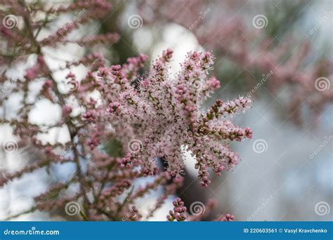 Blooming of Tamarix or Tamarisk Green Plant with Pink Flowers Stock ...