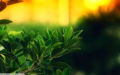 Wallpaper Sunlight Nature Plants Branch Green Light Tree Leaf