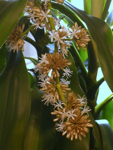 Il Nostro Tronchetto Della Felicit Dracaena Fragrans St Flickr