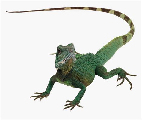 Lizard Png Transparent Png Transparent Png Image Pngitem