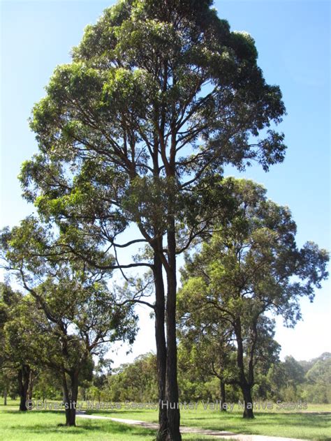 Eucalyptus Fibrosa Broad Leaved Ironbark Diversity Native Seeds