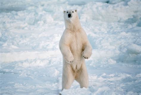 The Largest Bear Ever Recorded : Kodiak Brown Bear Fact Sheet Alaska ...