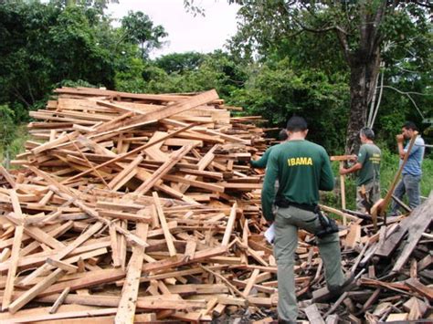 G Ibama Fecha Carvoarias E Madeireiras Ilegais Em Tail Ndia Sudeste