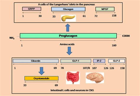 Tissue Specific Post Translational Modification Of Precursor