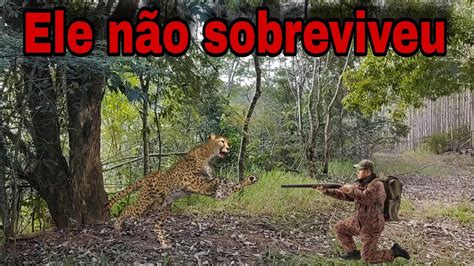 Ca Ador Enfrenta Ataques Ferozes De On A Na Selva Youtube