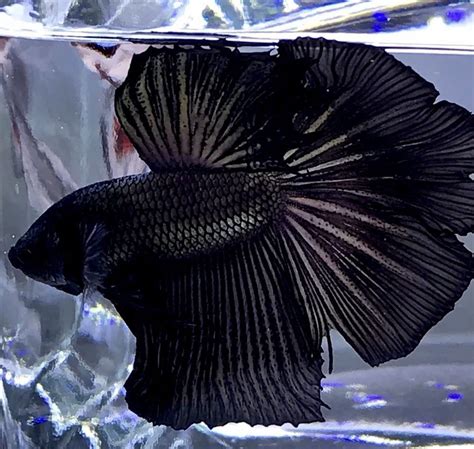 The Best Live Male Black Over Halfmoon Double Tail Betta Fish With Blue