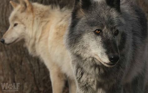 Research Reveals Relationship Between Wolf’s Coat Color and Health ...