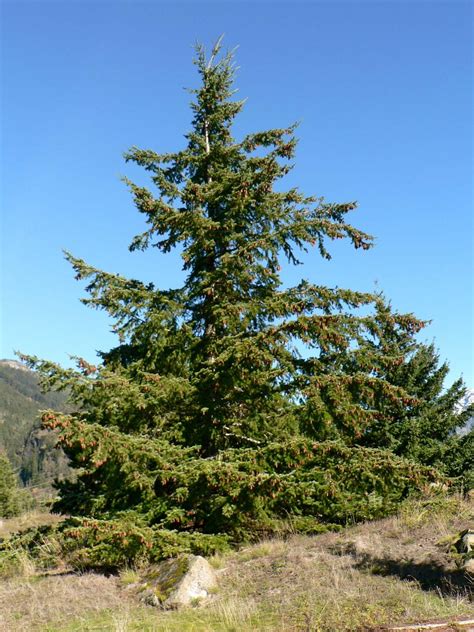 Douglas Fir Description Uses And Species Britannica