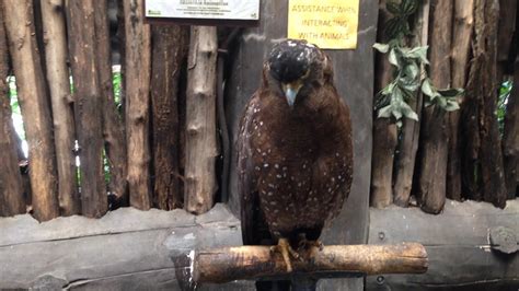 Philippine Serpent Eagle Avilon Zoo Philippines 2017 Youtube