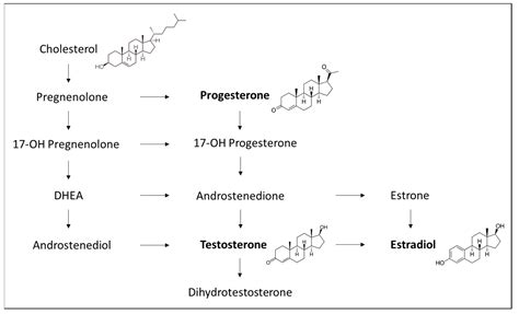 Applied Sciences Free Full Text Sex Based Differences In Bronchial