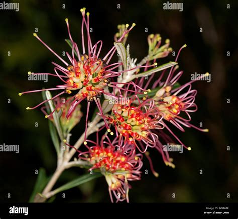 Australian Flora Flower Grevilleas Hi Res Stock Photography And Images